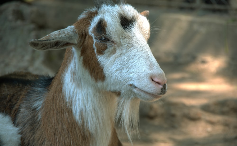 white and brown goat kid
