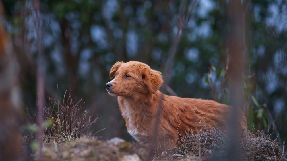 a brown dog standing in the middle of a forest