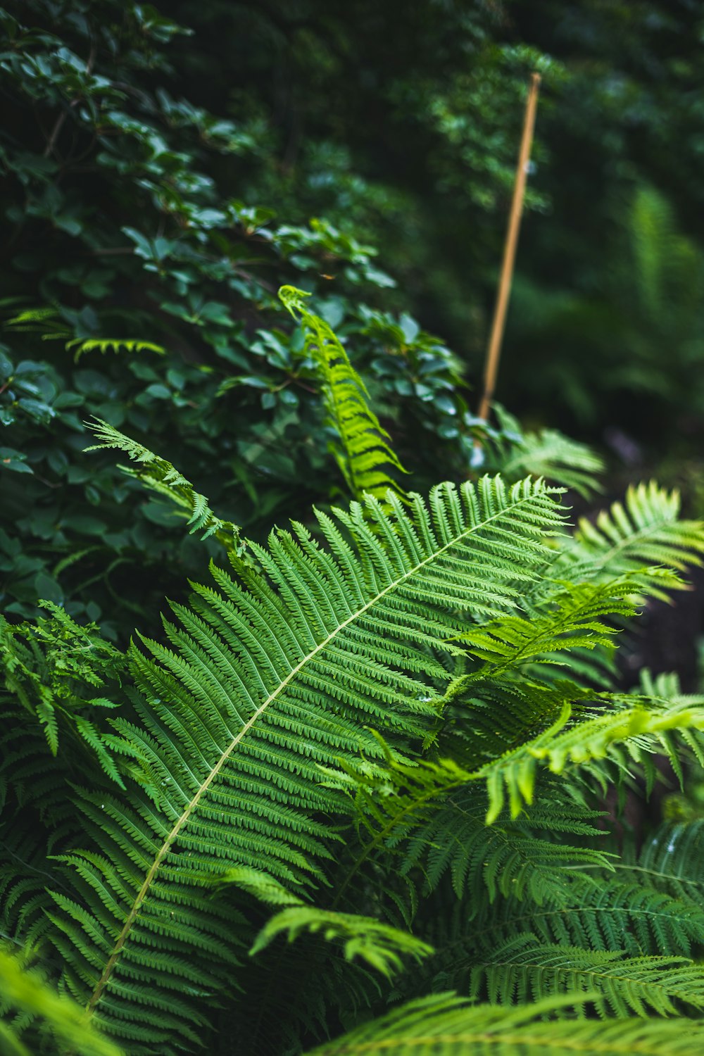 green fern plant in close up photography