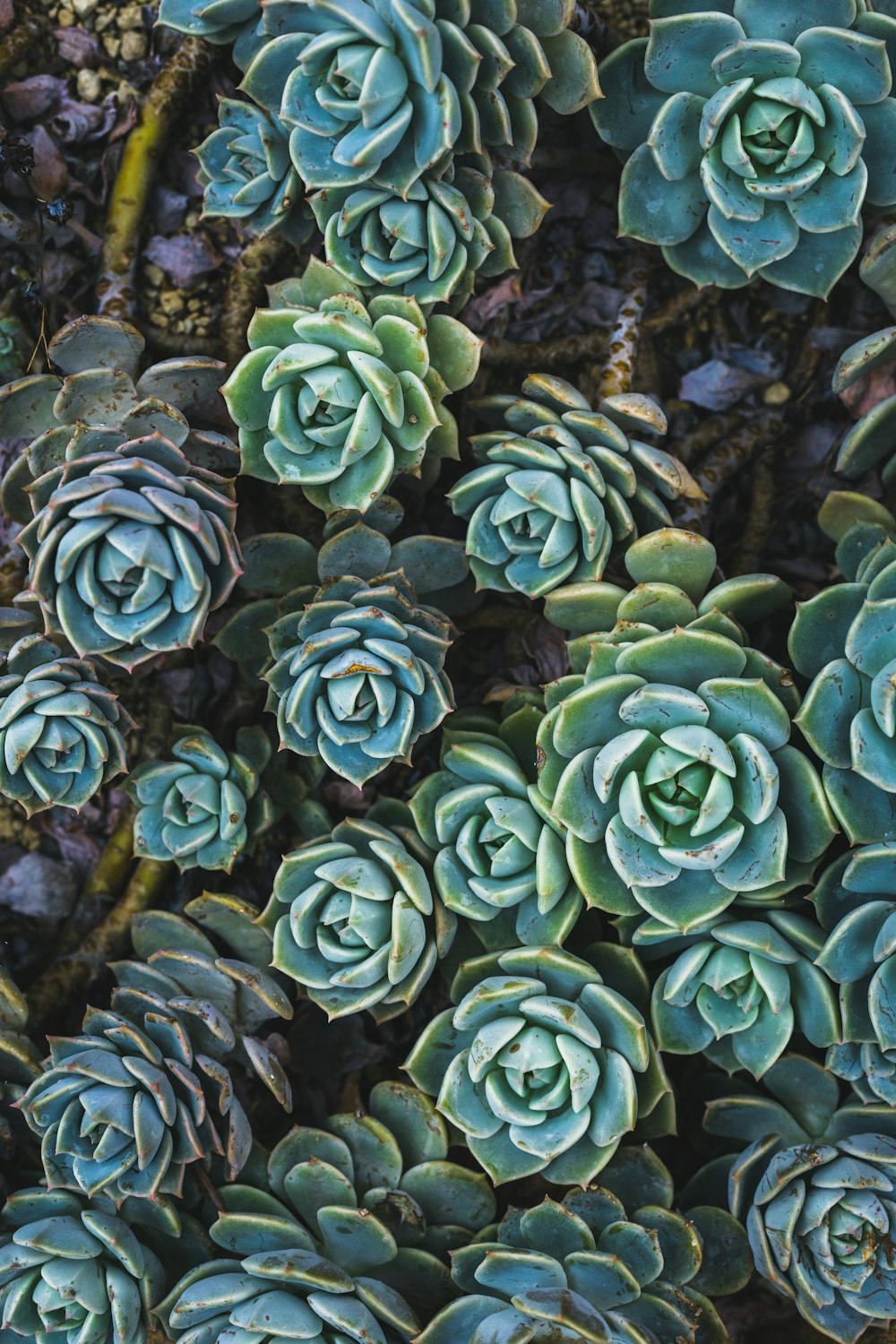 green succulent plant in close up photography