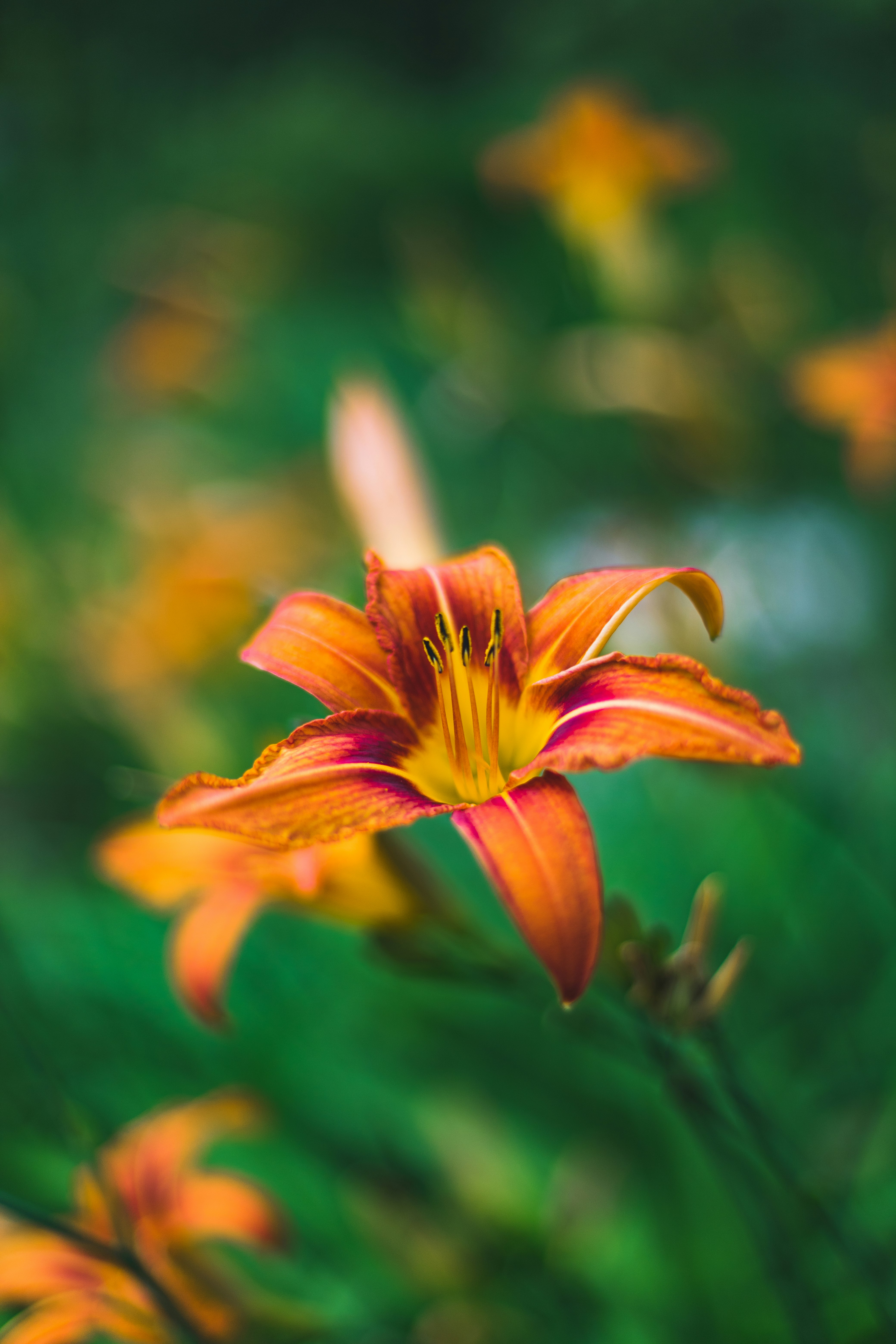 yellow and red flower in tilt shift lens