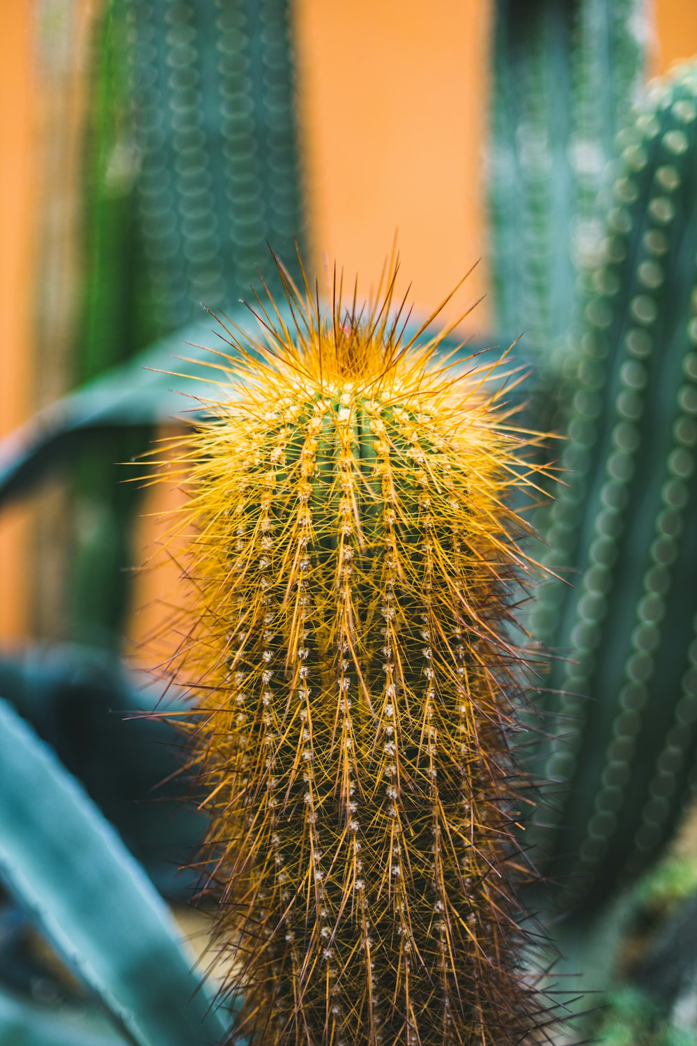 Cactus verde en fotografía de primer plano