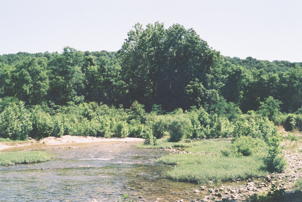 green trees beside river during daytime