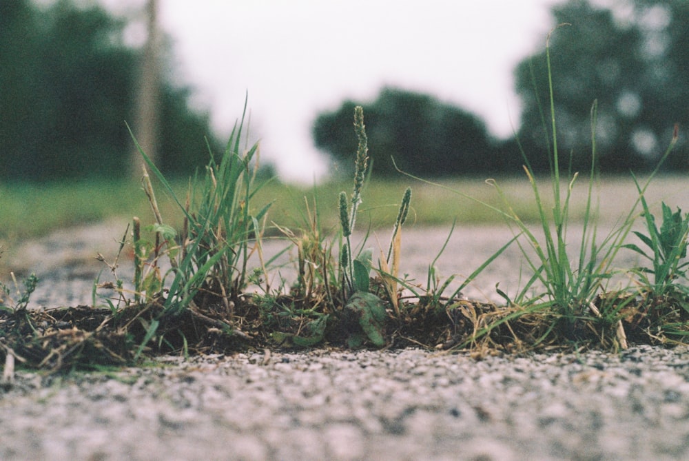 green grass on gray soil