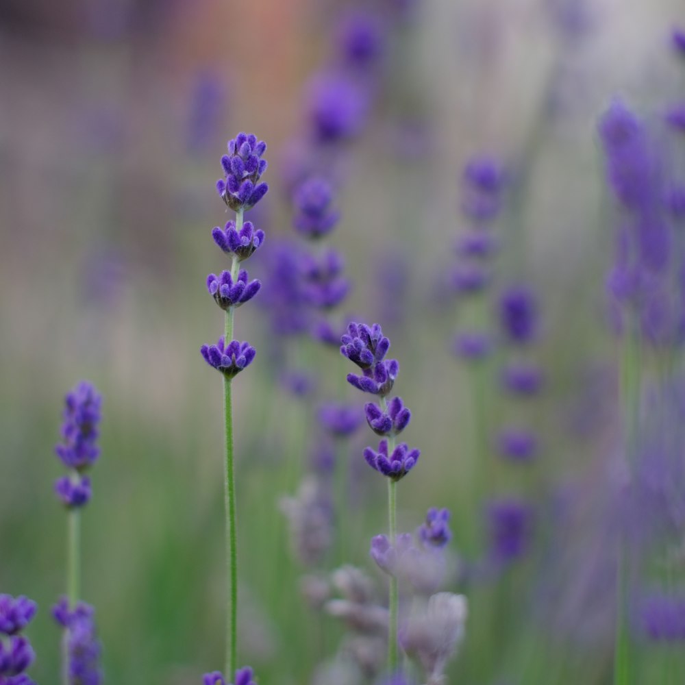 purple flower in tilt shift lens