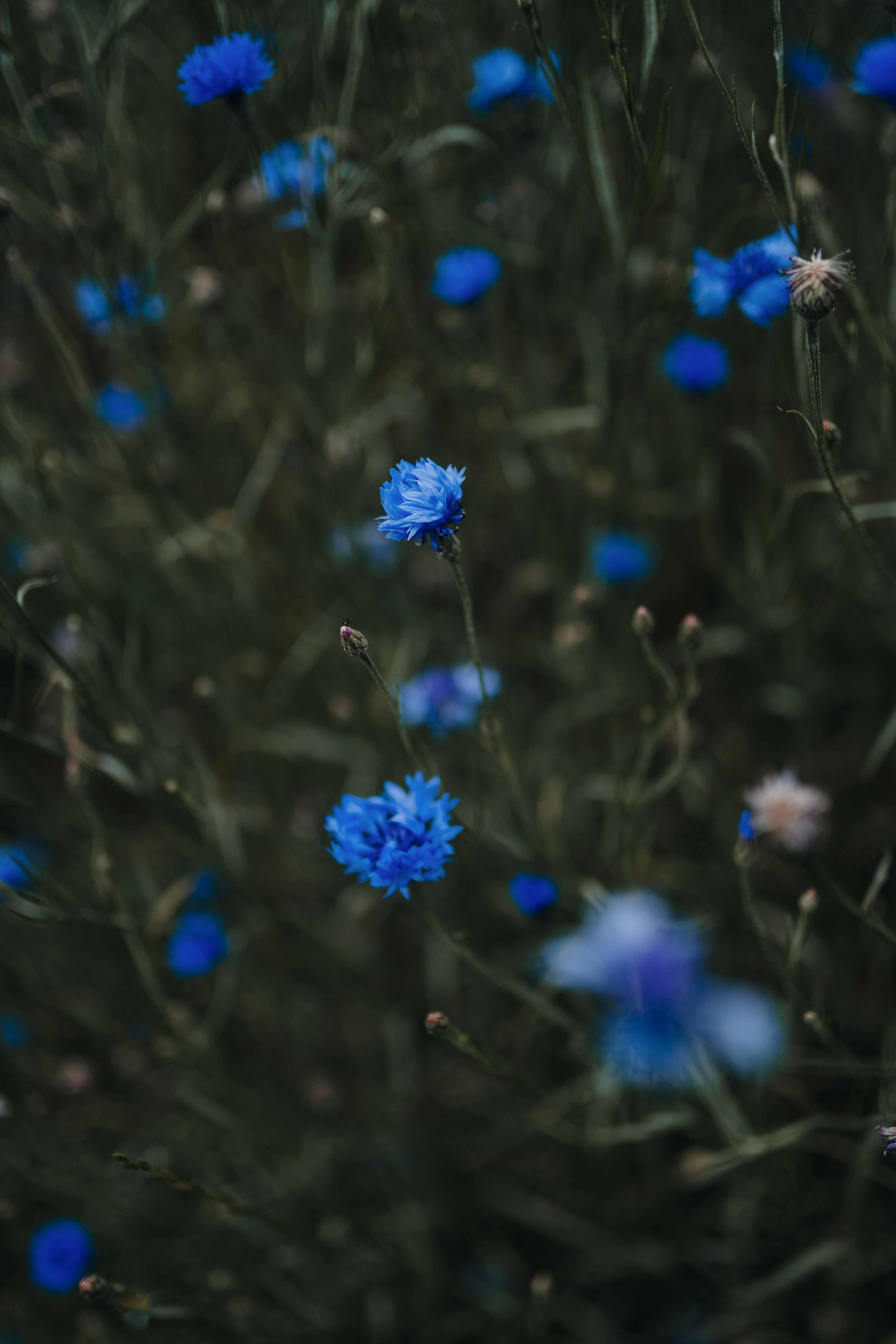 Photo by luiseandnic