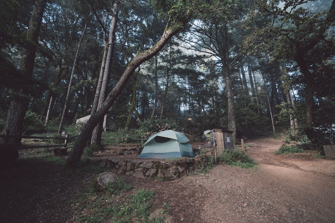 white dome tent under green trees during daytime