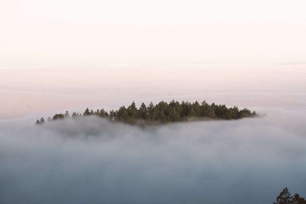 green trees covered with fog