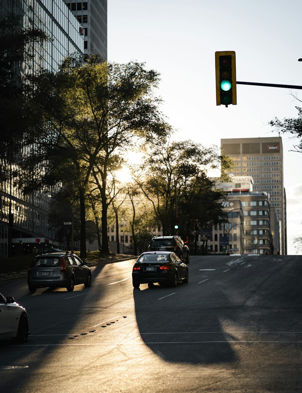 cars on road near trees and buildings during daytime