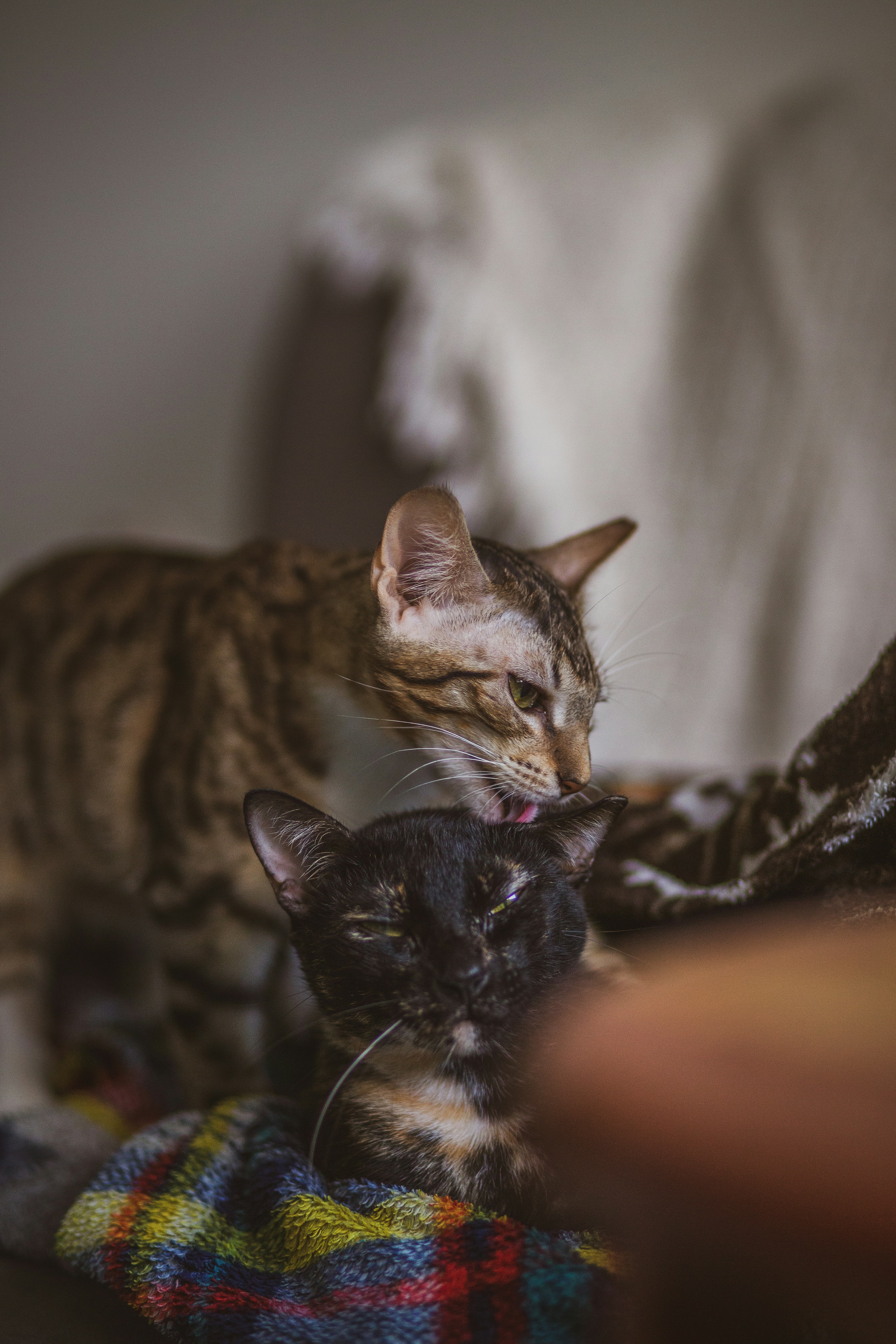 brown tabby cat on black textile