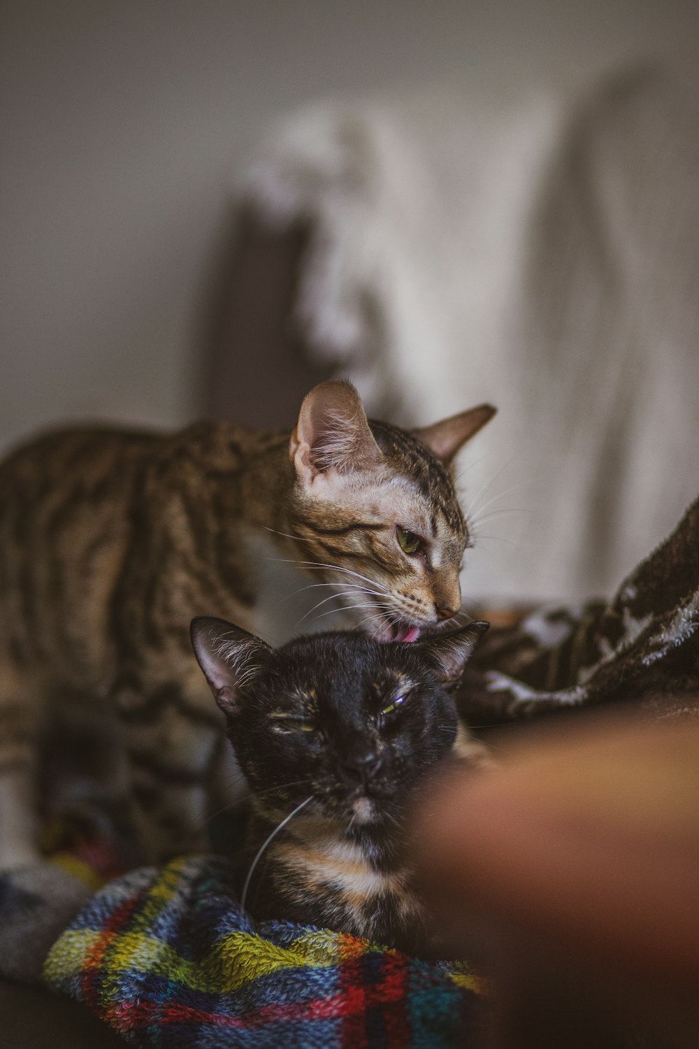 brown tabby cat on black textile