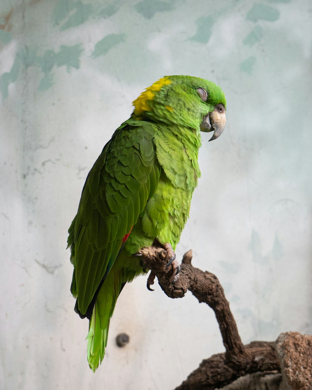 green and yellow bird on brown tree branch