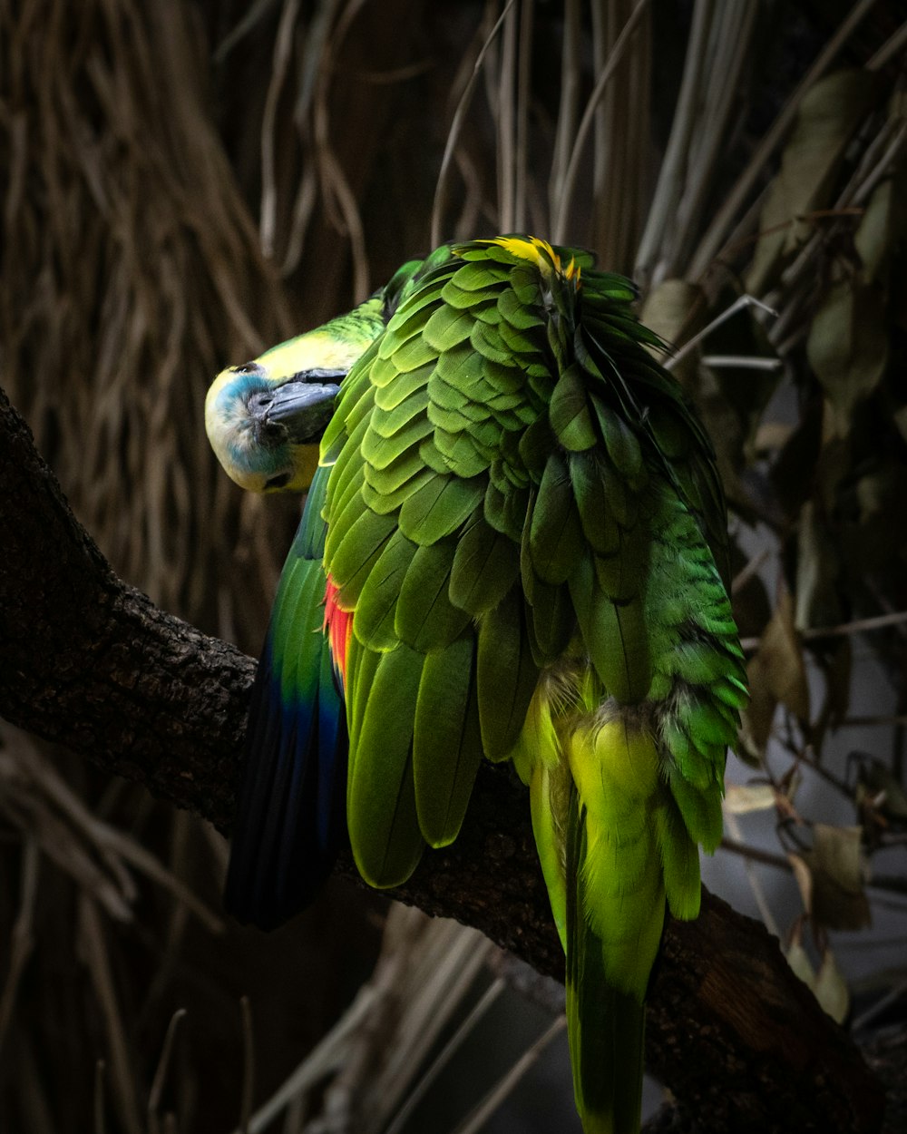 green and blue bird on brown tree branch