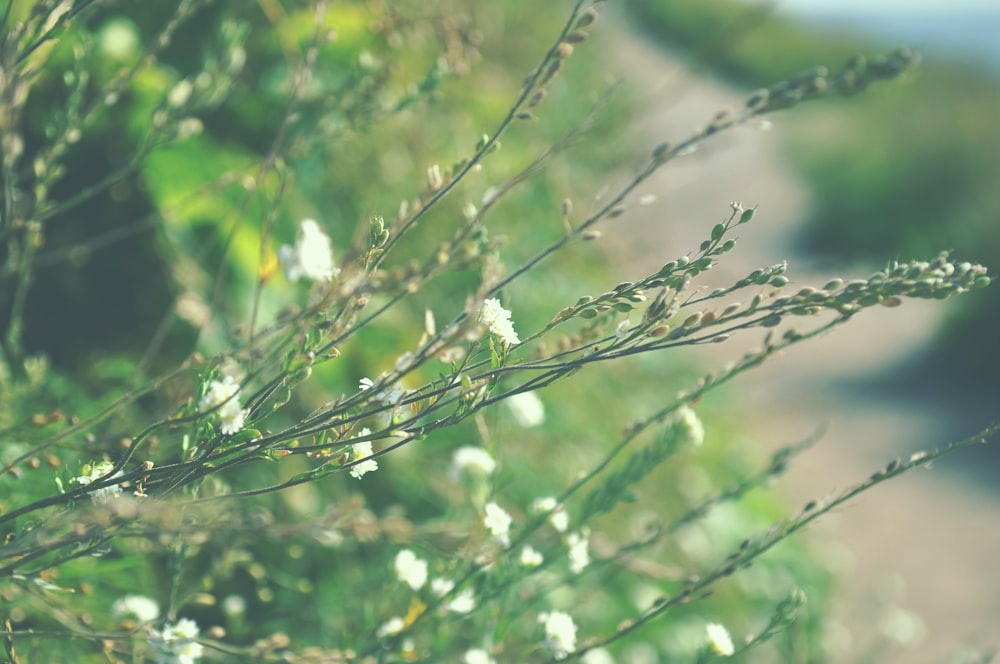 white flower buds in tilt shift lens