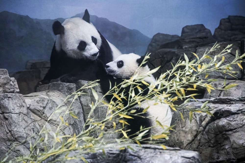 white and black panda on green grass during daytime