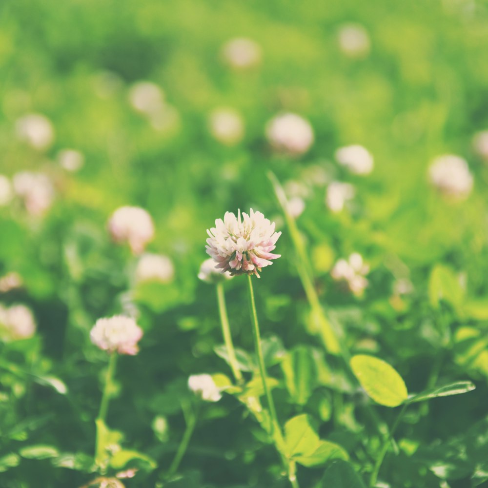 white flower in tilt shift lens