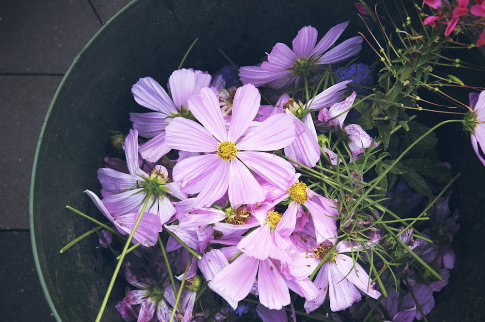 purple flower in green grass