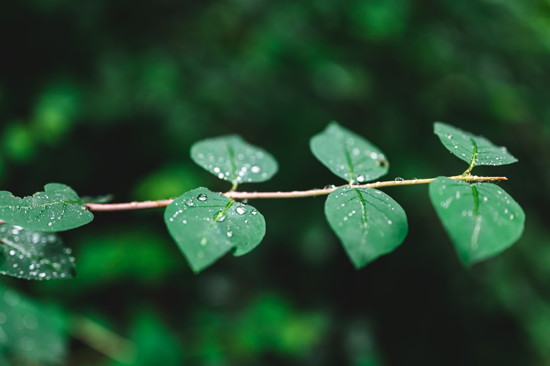 water droplets on green leaf