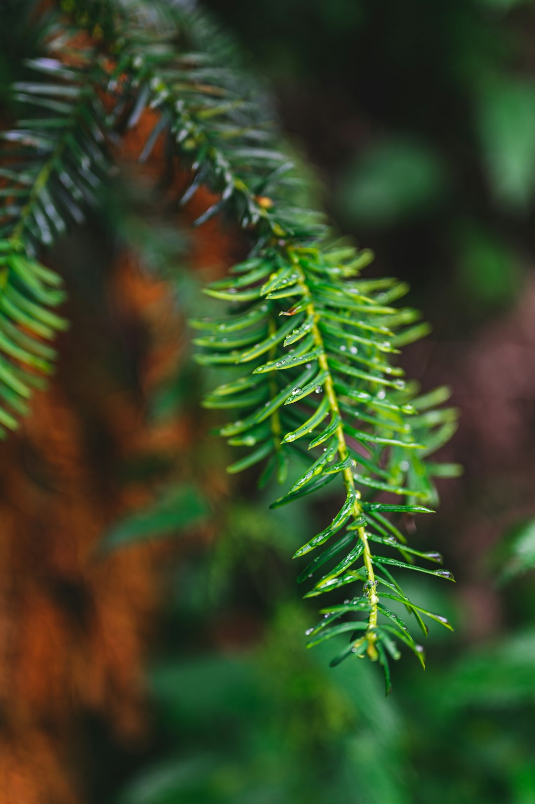 green pine tree in close up photography