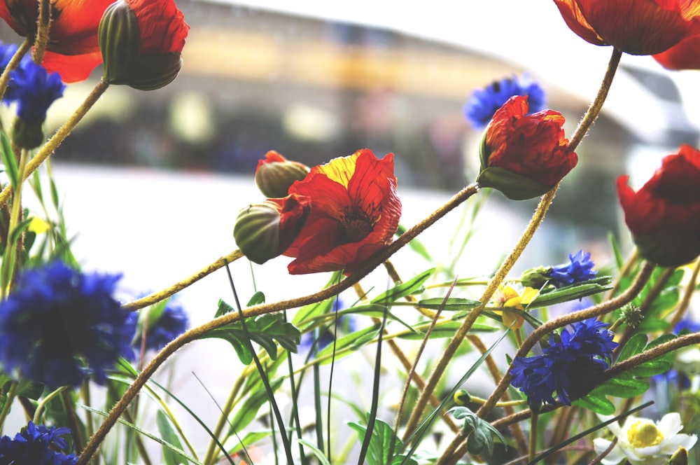 red flower with green leaves