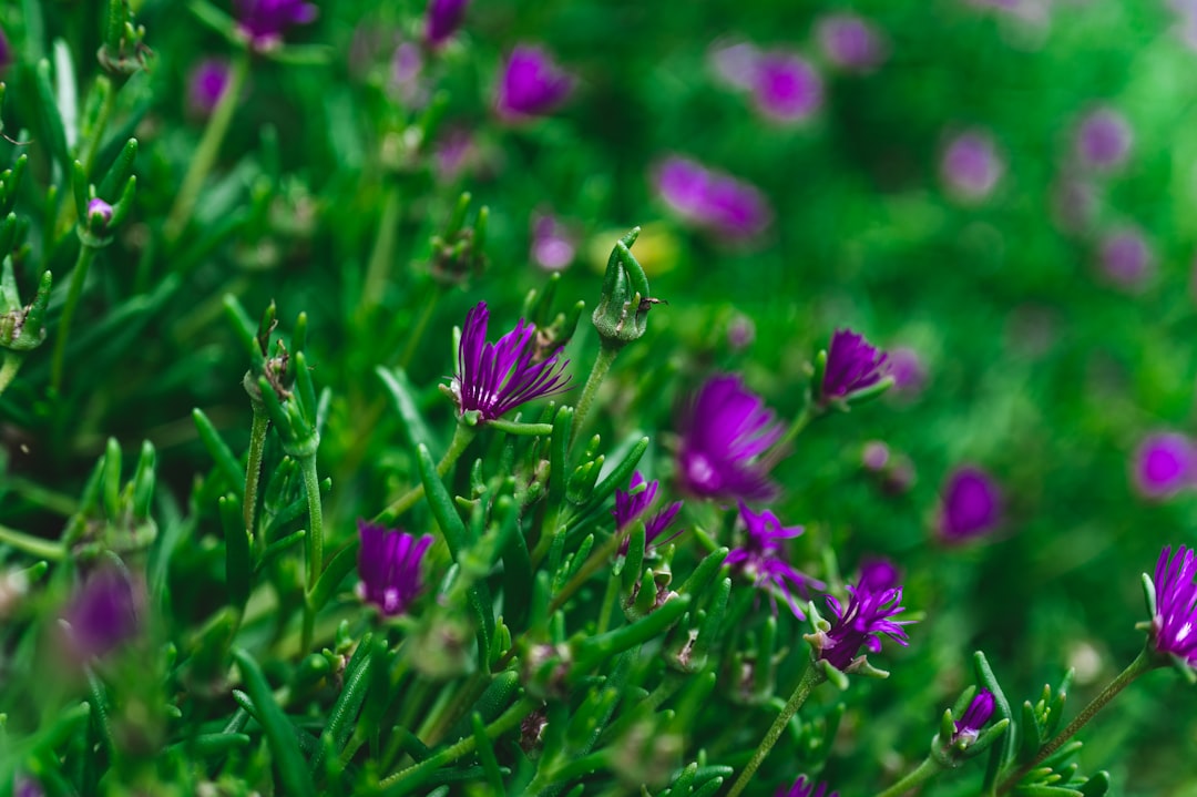 purple flower on green grass field during daytime