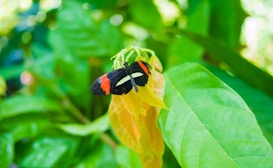 A vibrant butterfly with black wings featuring red and white markings rests on fresh green leaves. The surrounding foliage offers a lush, natural background, creating a serene and lively environment.