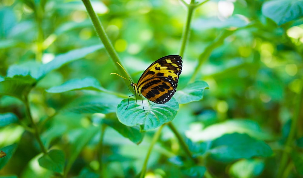 monarch butterfly perched on green leaf in close up photography during daytime