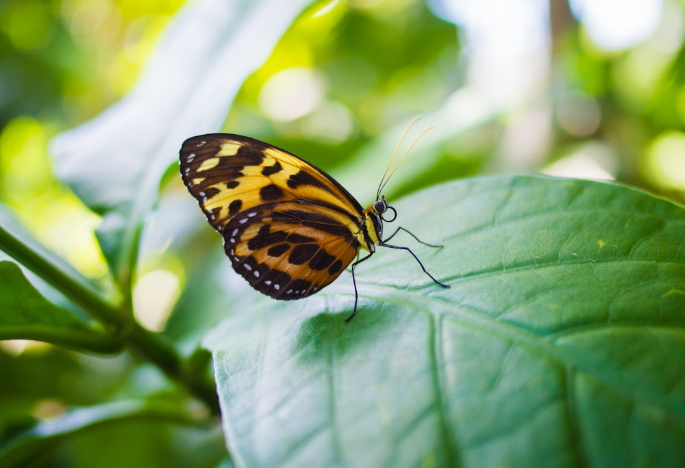 yellow and black butterfly perched on green leaf in close up photography during daytime