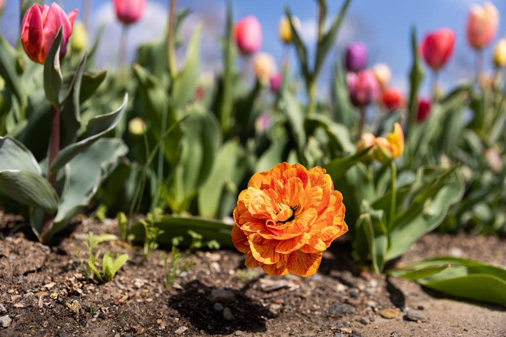 orange flower in tilt shift lens