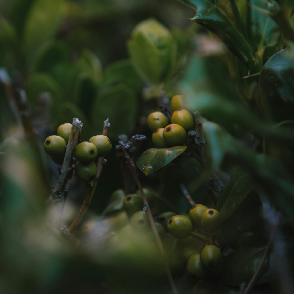 green round fruits in tilt shift lens