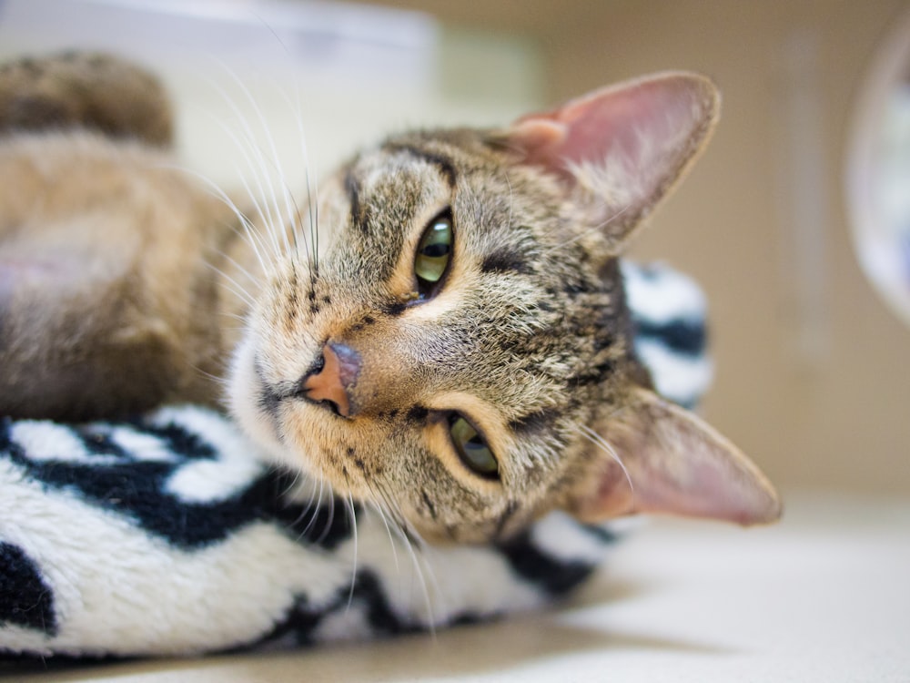 brown tabby cat lying on white and black textile