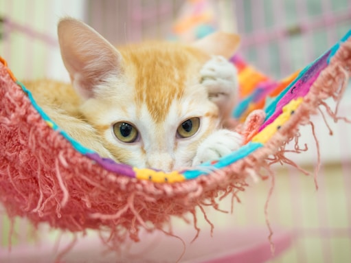 orange tabby cat on pink and blue textile