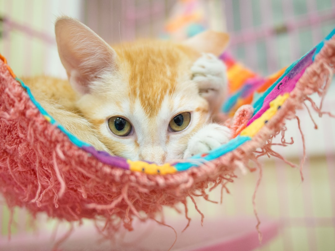 orange tabby cat on pink and blue textile,