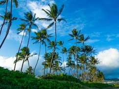 Palm tree pruning in honolulu, Hawaii