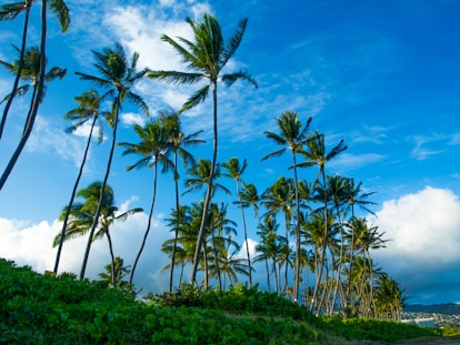 Palm tree pruning in honolulu, Hawaii