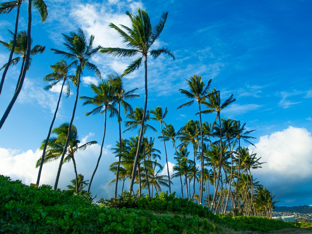 green palm trees under blue sky during daytime