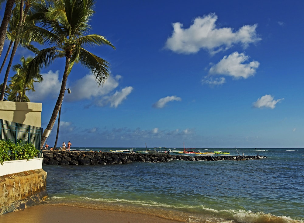 palm tree near sea shore during daytime