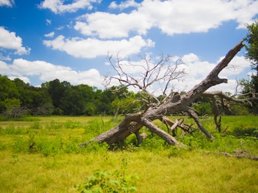 leafless tree on green grass field during daytime