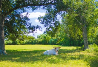 white horse on green grass field during daytime