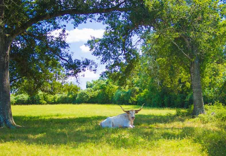 white horse on green grass field during daytime