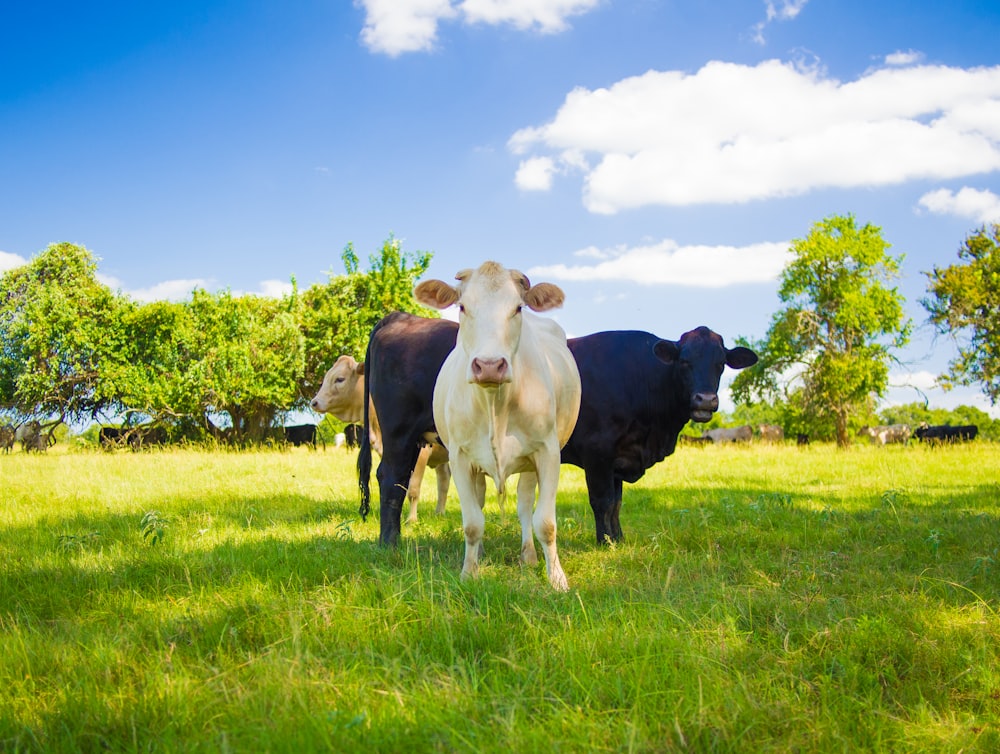 black and white cow on green grass field under blue sky during daytime