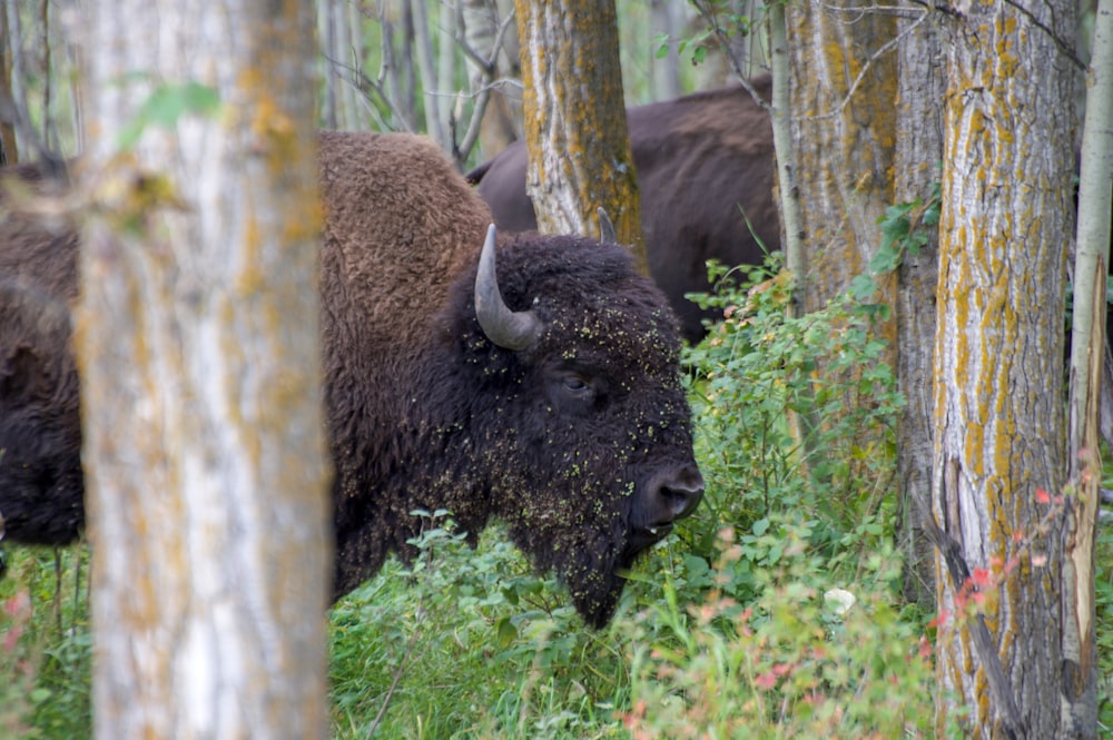 brown bison on green grass field during daytime