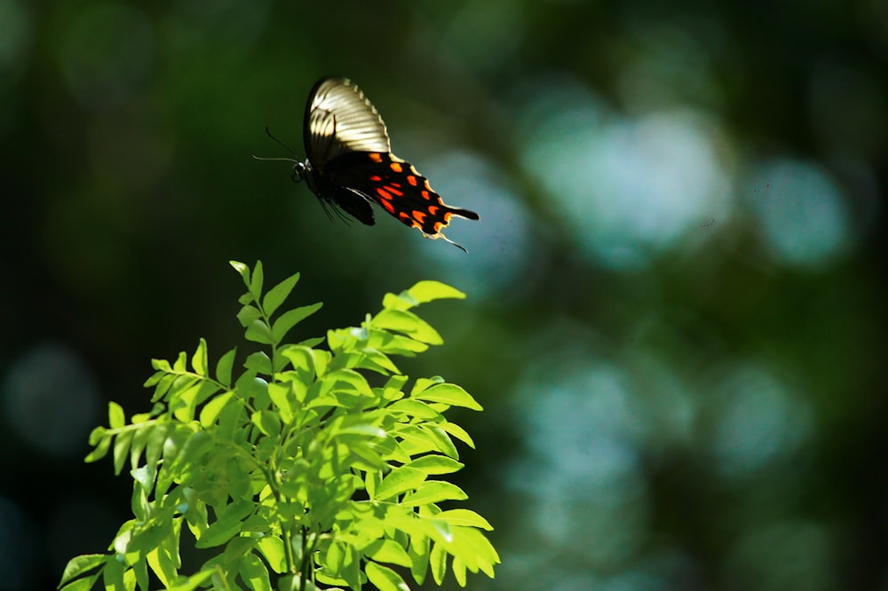 black and red butterfly perched on green leaf plant during daytime
