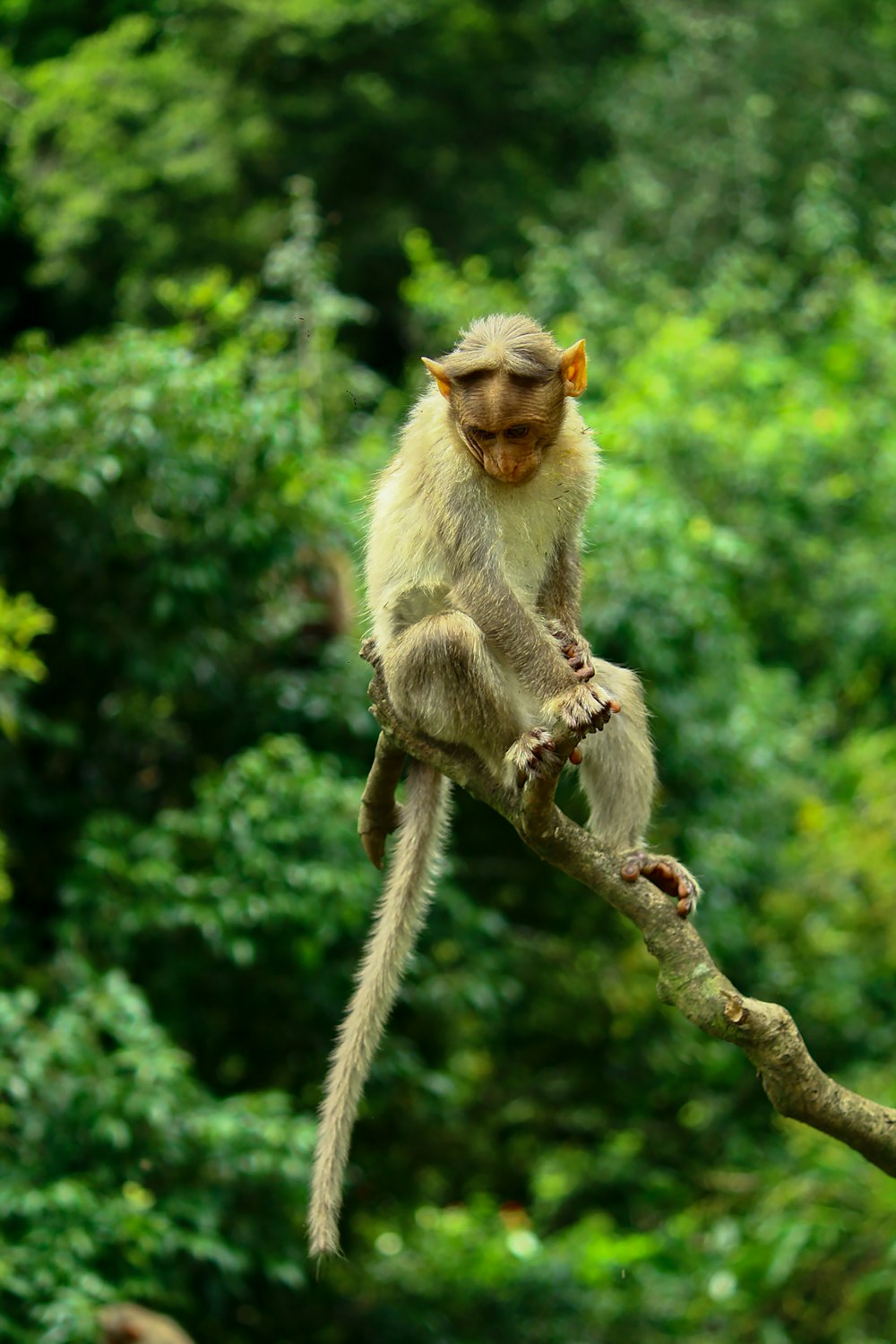 brown monkey on brown tree branch during daytime