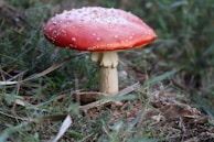 A vibrant red mushroom with white speckles stands out amidst a background of green grass and earth. The mushroom has a thick, white stem and a wide, smooth cap.