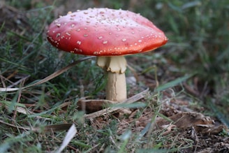 A vibrant red mushroom with white speckles stands out amidst a background of green grass and earth. The mushroom has a thick, white stem and a wide, smooth cap.