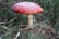 A vibrant red mushroom with white speckles stands out amidst a background of green grass and earth. The mushroom has a thick, white stem and a wide, smooth cap.