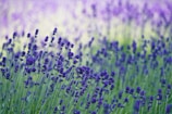 purple flower field during daytime
