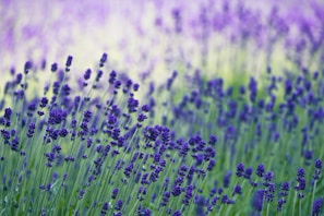 purple flower field during daytime