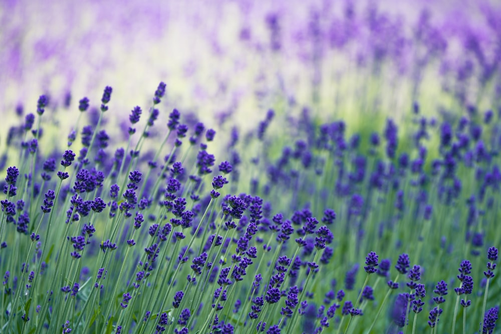 purple flower field during daytime